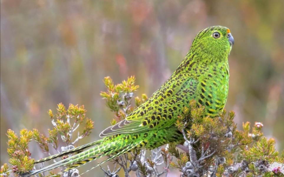 【鹦鹉】地栖鹦鹉——以地为家