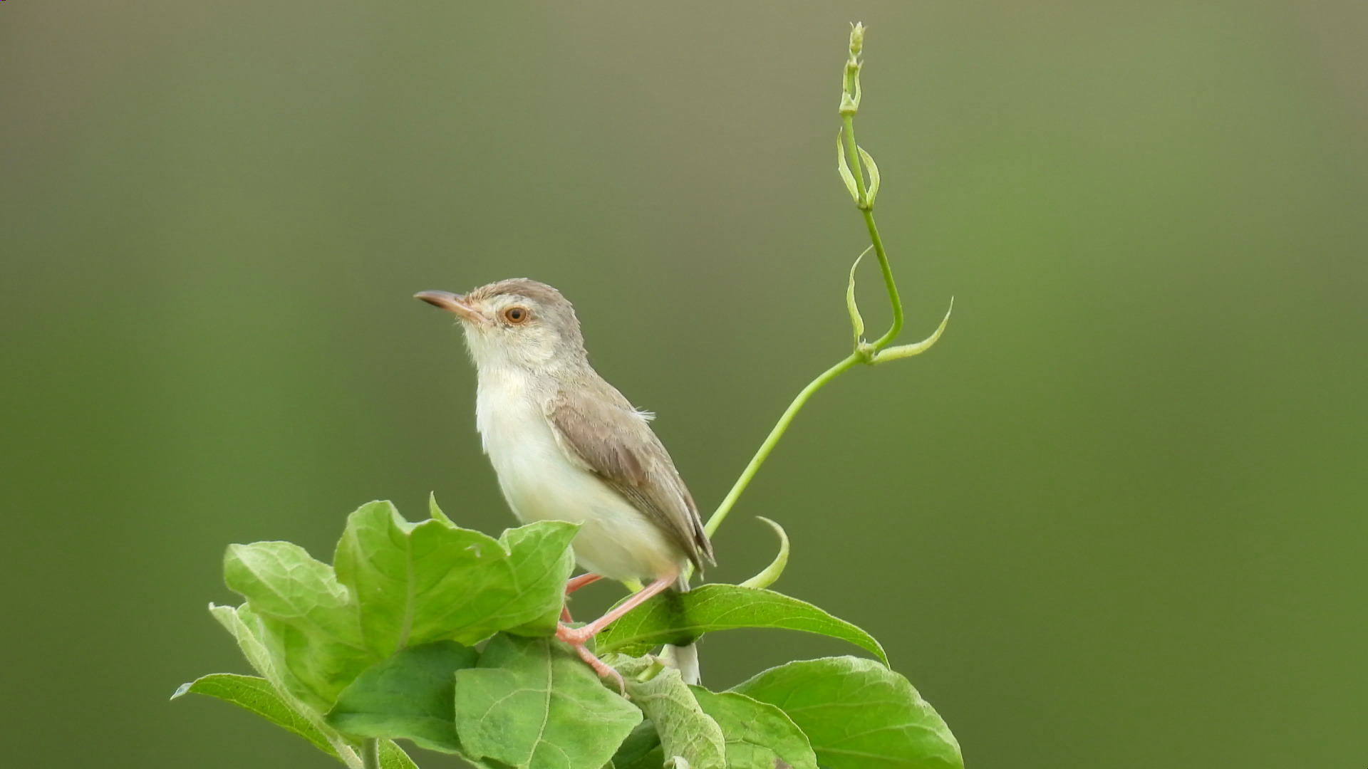 【鸟】纯色山鹪莺:唧唧唧唧唧唧唧唧唧