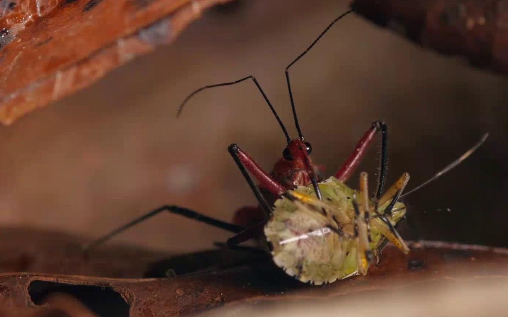 刺客虫再一次吸干猎物,口器就像星河战队里的虫子