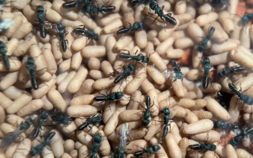 金属皱猛蚁-爆巢了