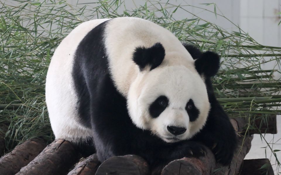 【大熊猫阿宝】圆咕隆咚的阿宝 ,它真的好piu靓呀