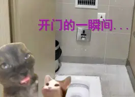 Download Video: 【猫meme】关于我在地铁厕所里遇到南桐的故事