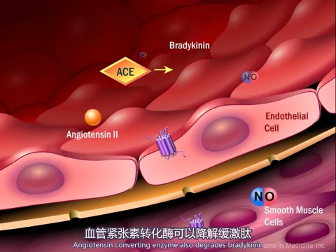 肾素—血管紧张素—醛固酮系统哔哩哔哩bilibili