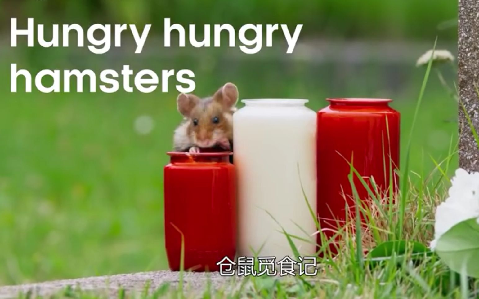 活动作品bbc纪录片你没见过的野生仓鼠觅食记