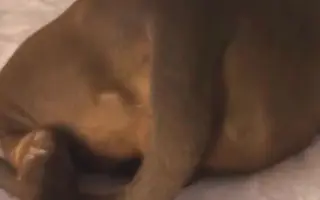 啪啪啪