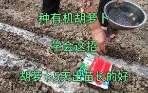 Descargar video: 胡萝卜最晚啥时候种？胡萝卜不出苗？这样做胡萝卜5天出苗长的好