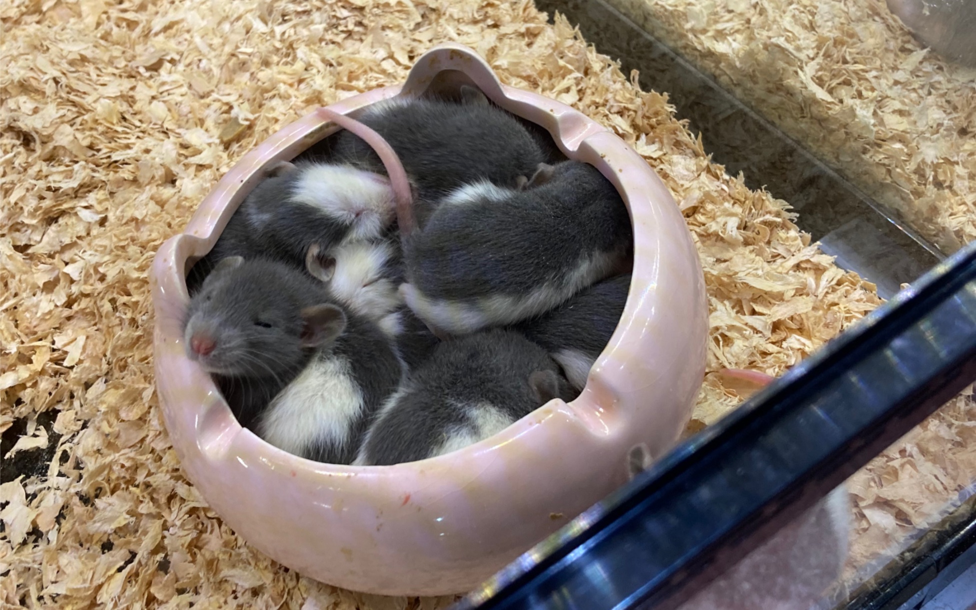 【花枝鼠】刚断奶的小花枝鼠宝宝太可爱了啊啊啊!