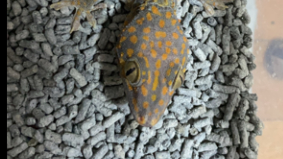 印尼产大守宫会咬人吗?首次伸手进去,紧张刺激一定要看到最后!