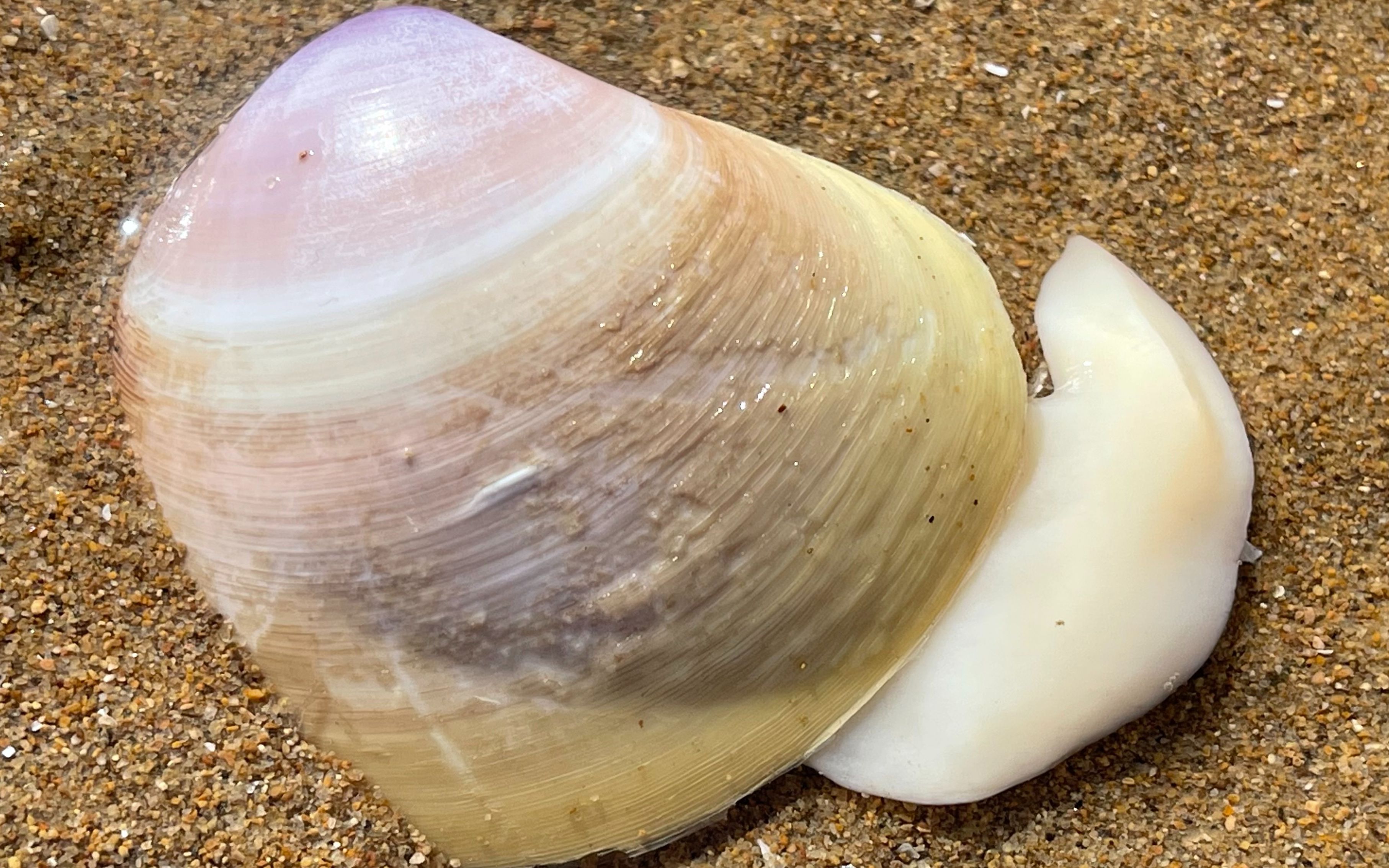 大海退潮后,大庆在沙滩上挖到很少见的西施贝,还有泥螺的小球球