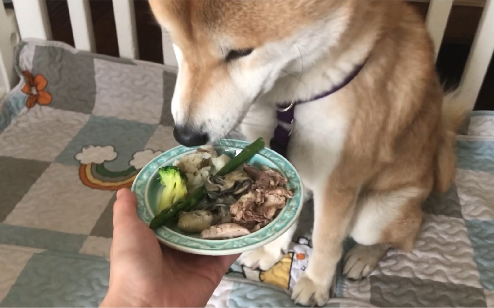 小狗吃饭也要荤素搭配