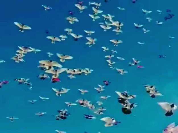 蝶舞鸽子翩翩起舞