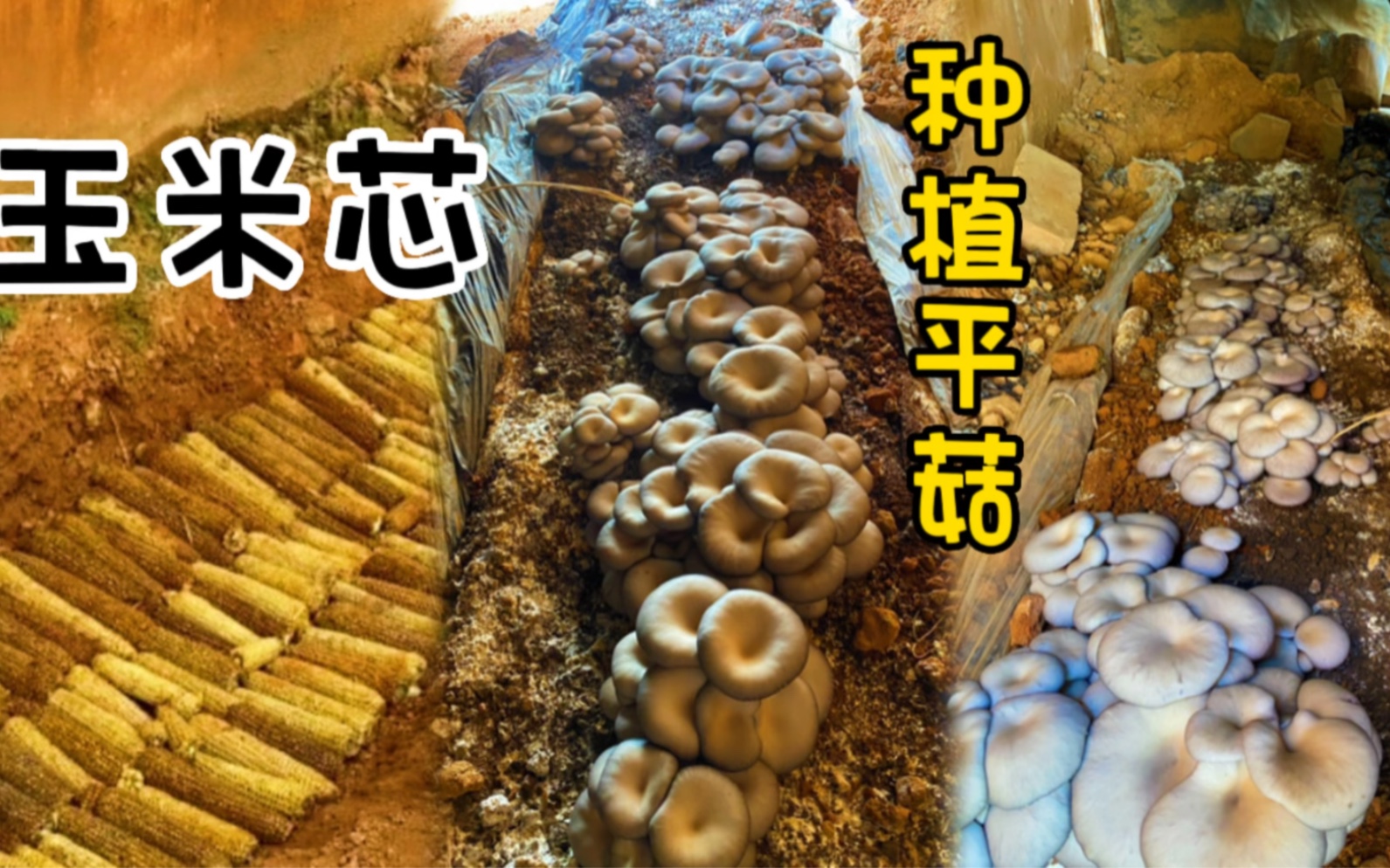农村不要的玉米芯竟然可以种出美味的蘑菇看完一个视频你学会了吗