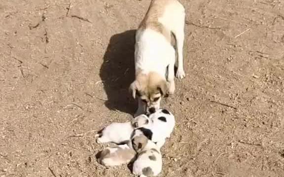 [图]无私的爱，爱 父爱 敬天敬地敬爹妈