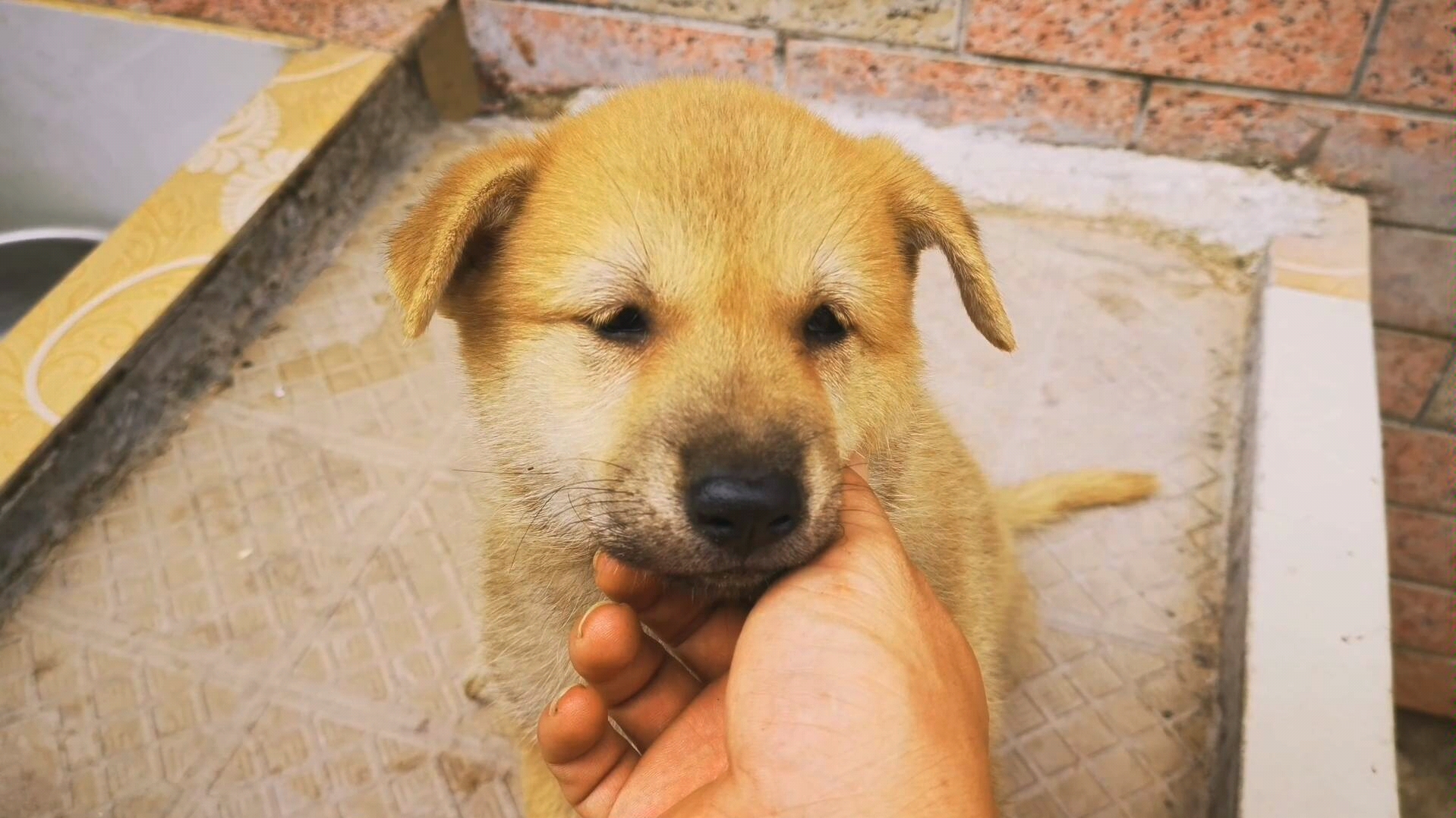 中华田园犬小奶狗一个星期胖了三斤,越来越帅了