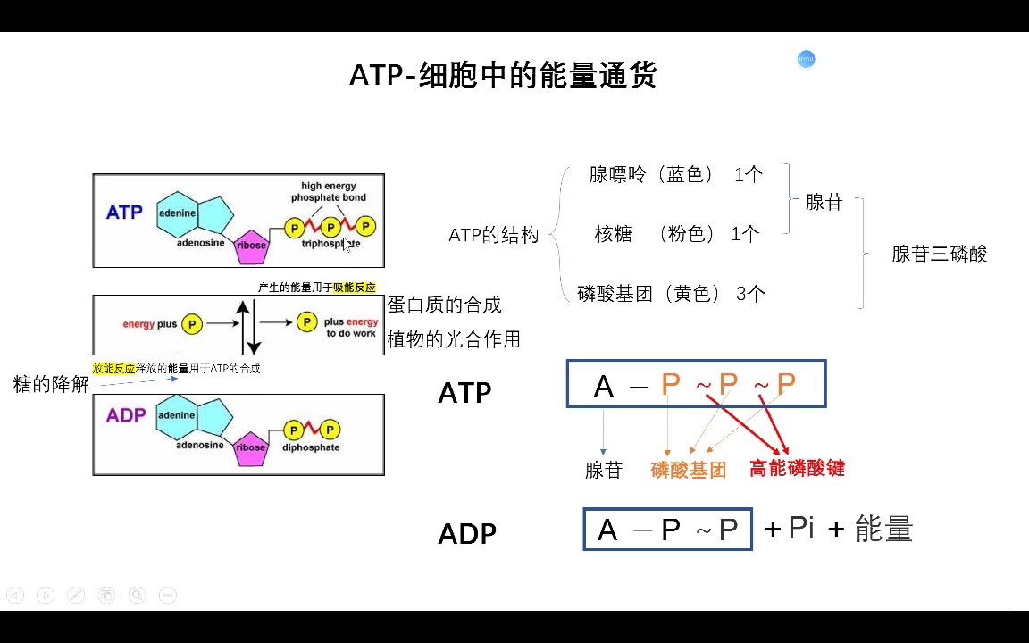 高中生物 必修一(浙教版) 3.1细胞与能量哔哩哔哩bilibili