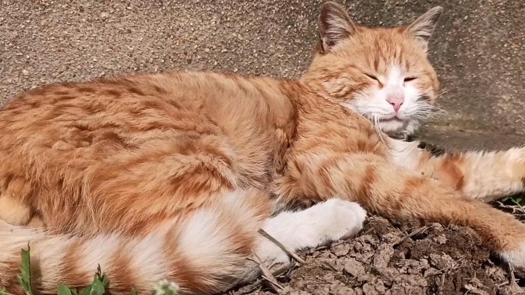 风和日丽的早上,一只臭猫居然公然卖色!