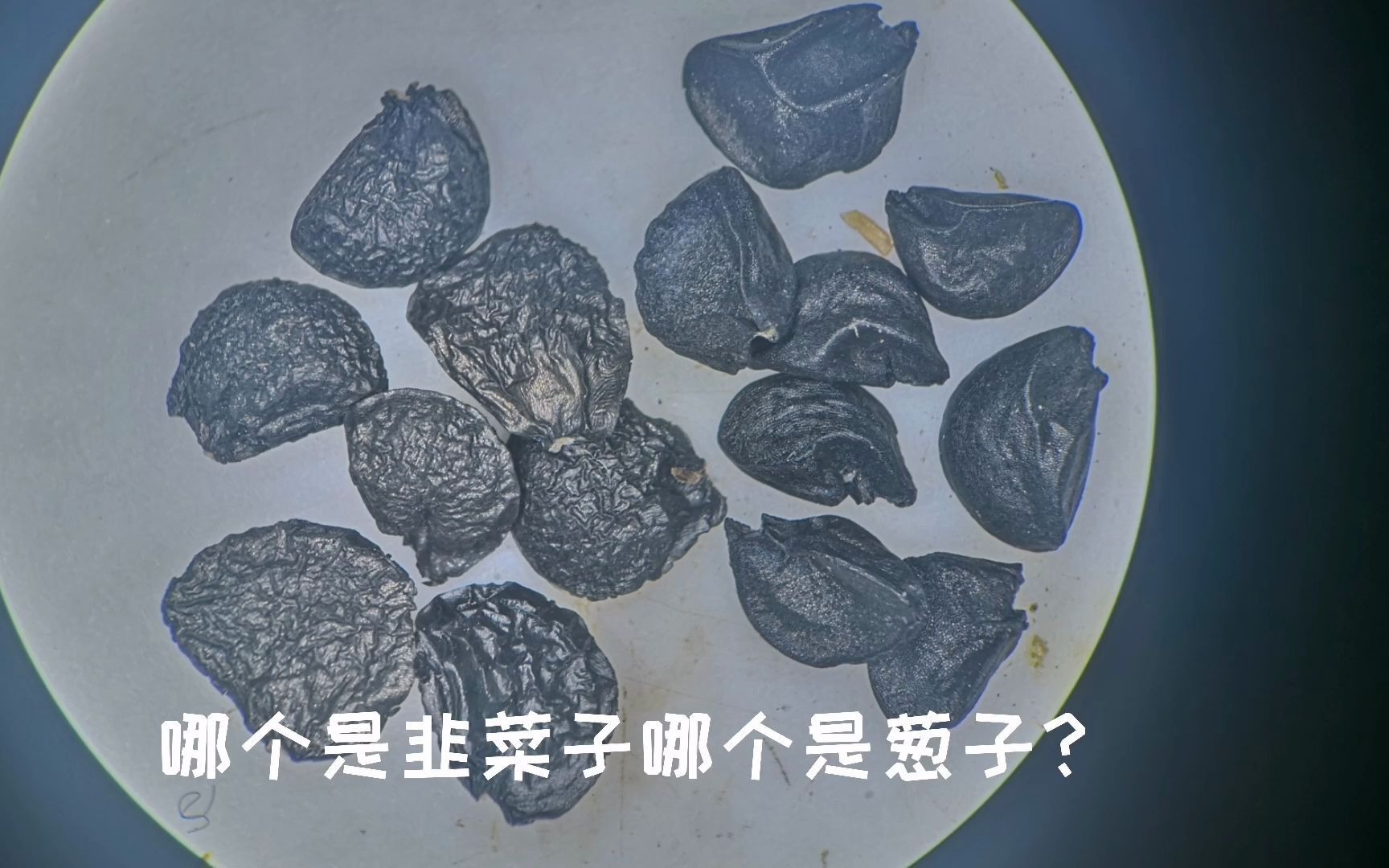 铁菜子的作用与功效(铁菜子的功效与作用,了解一下)