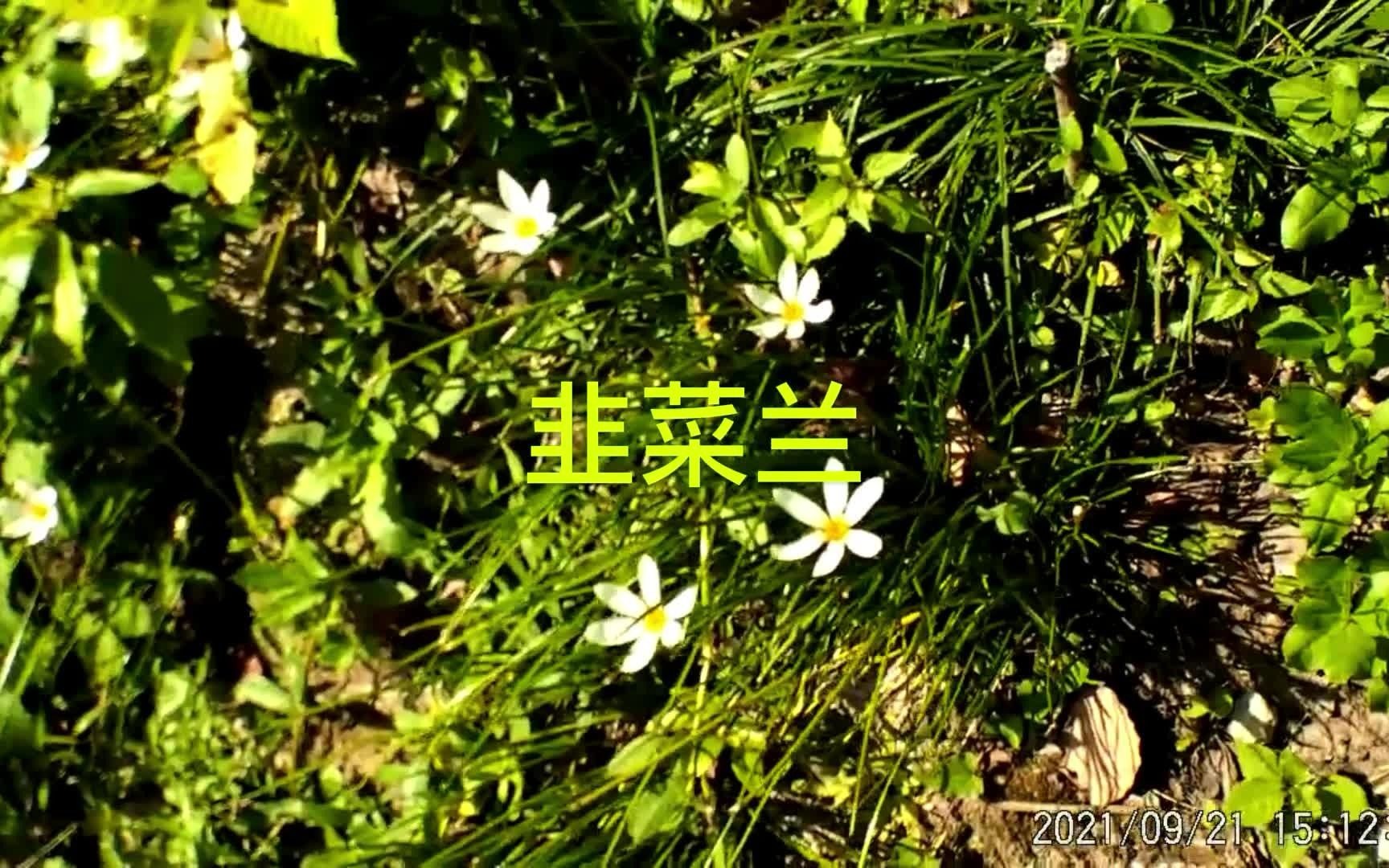 园艺花卉白色的韭菜兰