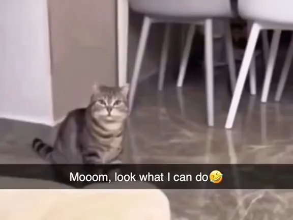 tiktok小猫猫合集一则200哔哩哔哩bilibili