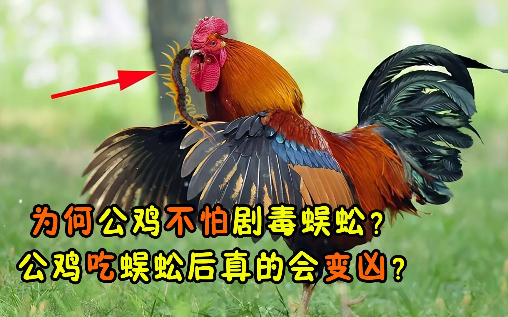 公鸡吃蜈蚣后真会变凶?