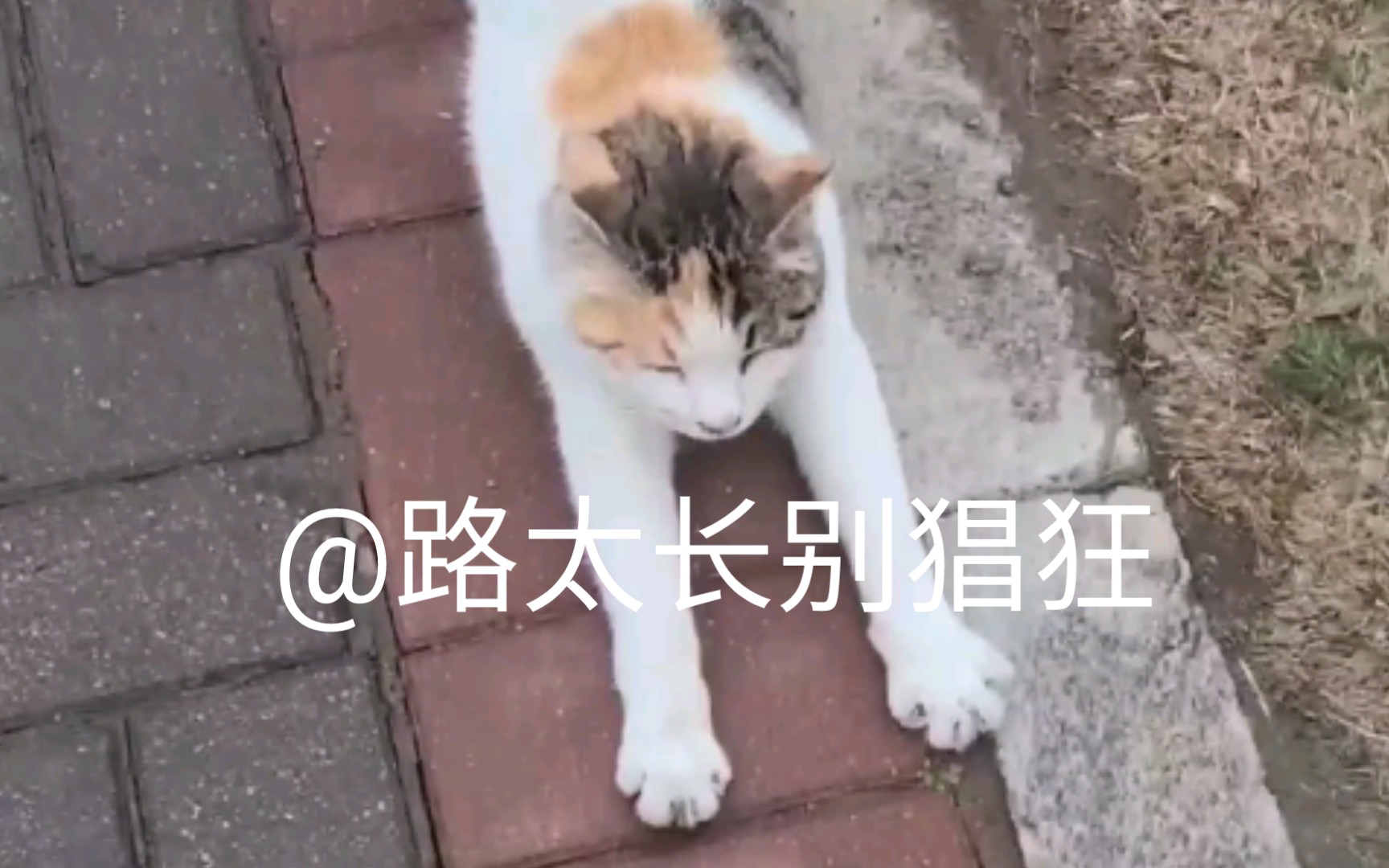 [图]路 太 长 别 猖 狂