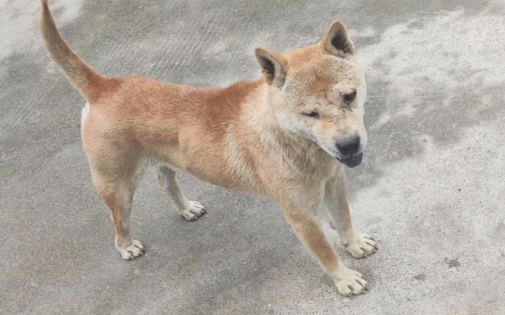 活动  都说葫芦头的狗天生是狗王,太霸气了