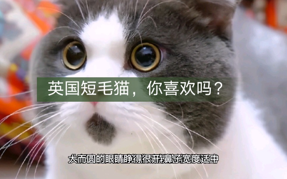 英国短毛猫,特别温顺,适合家养哔哩哔哩bilibili