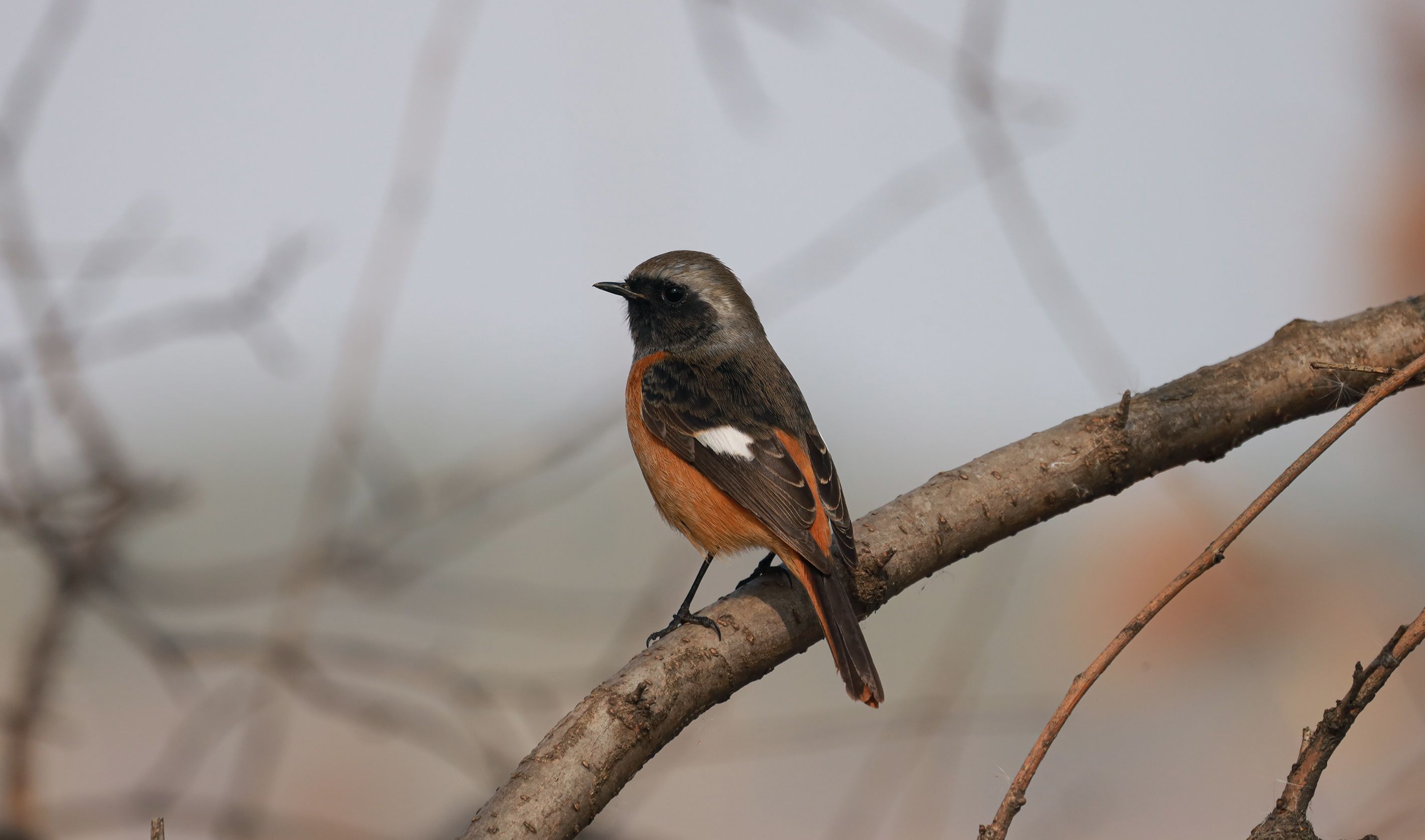 你的小鸟已下线【北红尾鸲】