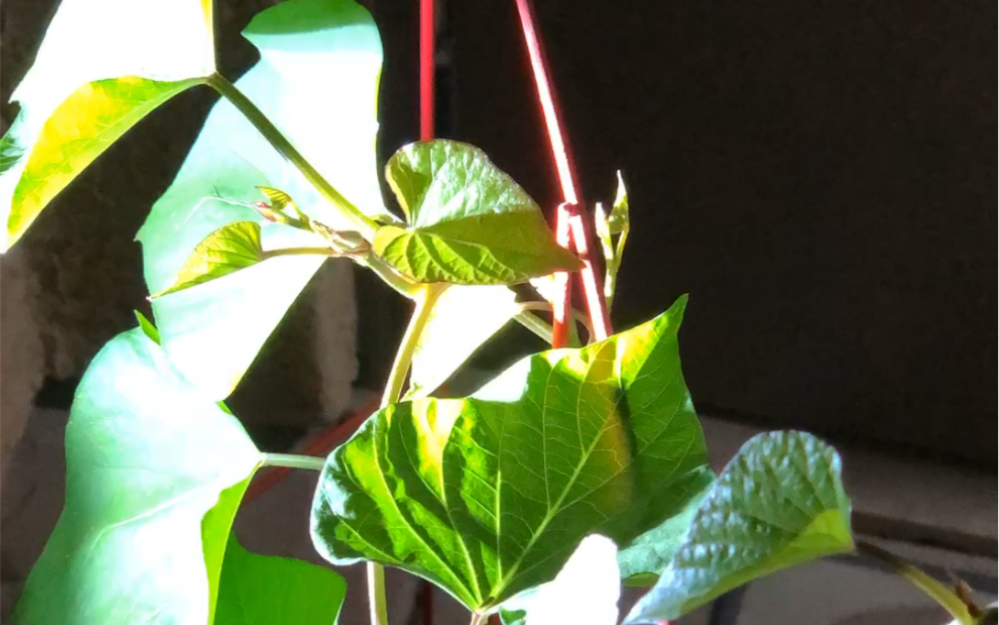 【延时摄影】48小时红薯腋芽生长