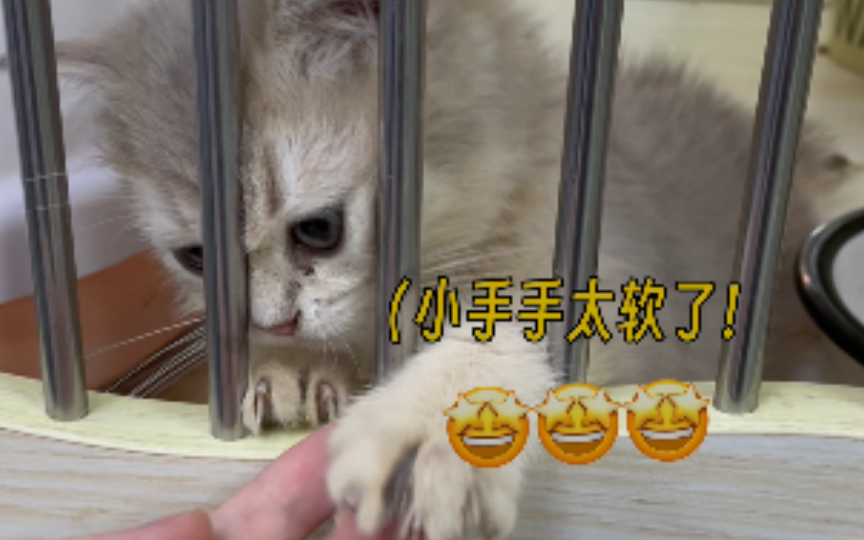 这也太可爱了吧!!偶遇的小奶猫还会拉手手哔哩哔哩bilibili