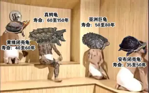 Download Video: 宠物龟寿命鄙视链：看看你的龟是不是真能把你送走？