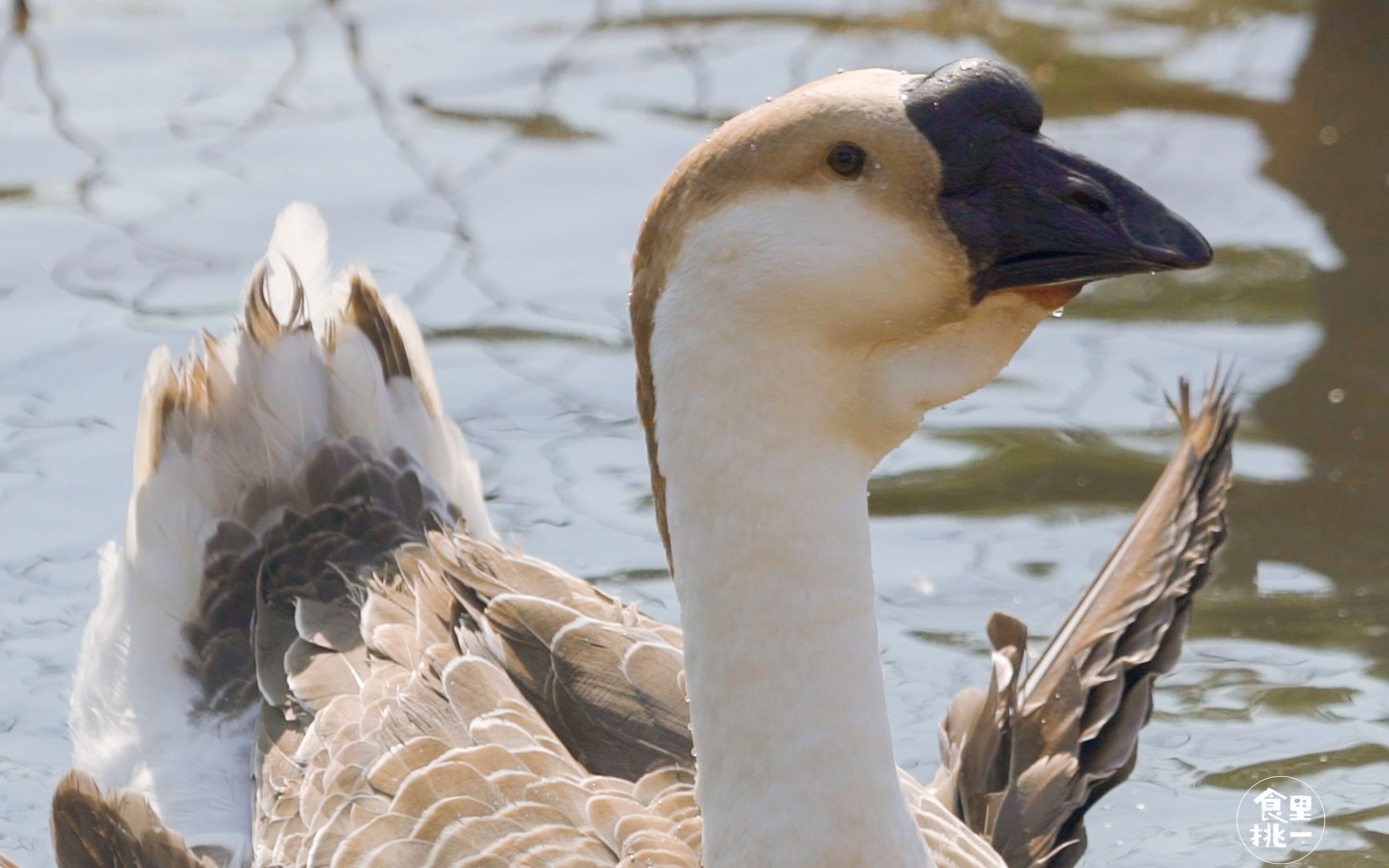 小鲜肉横行潮汕这只鹅王告诉你什么叫越老越值钱