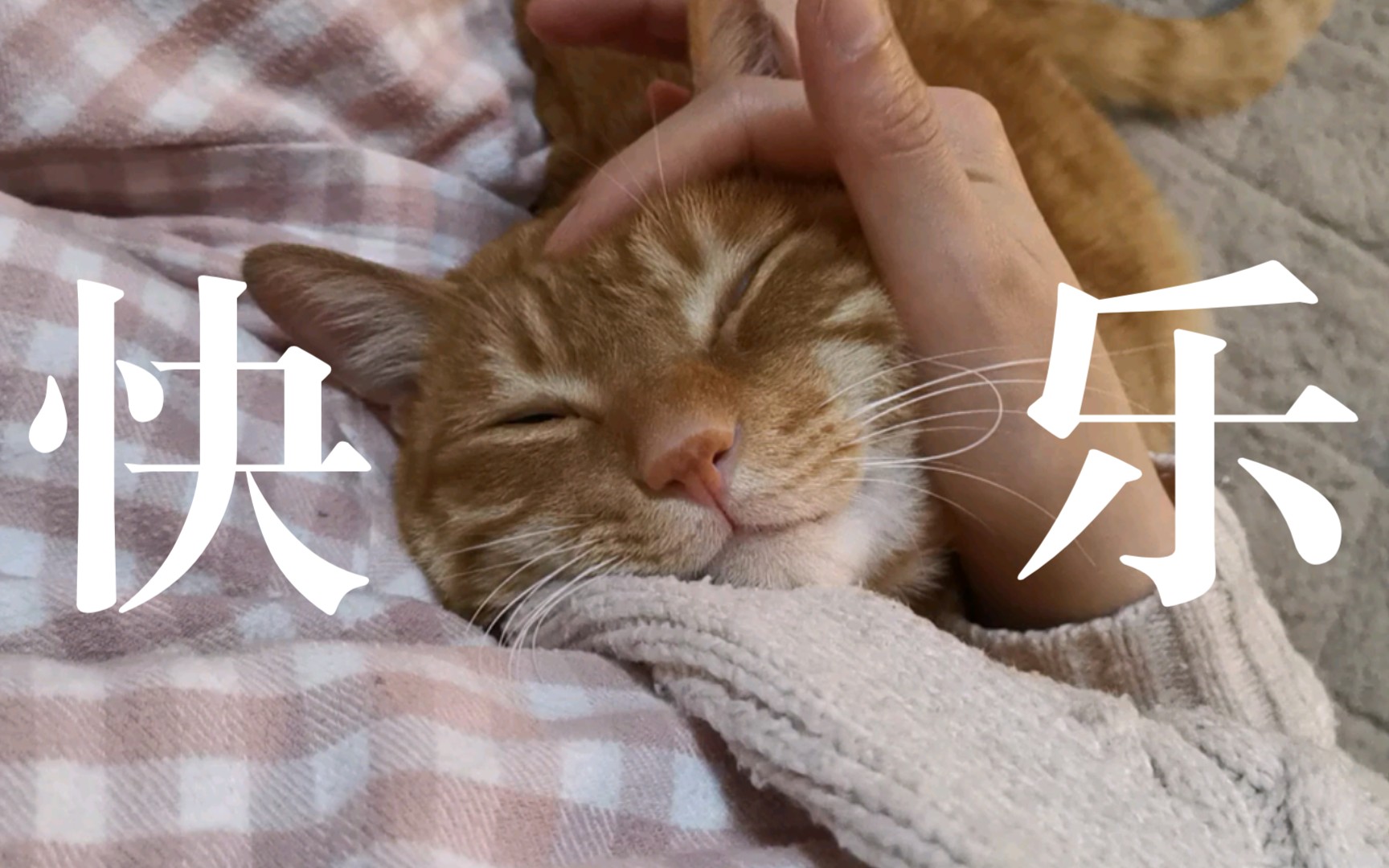 单手rua猫头!快乐就是如此简单!