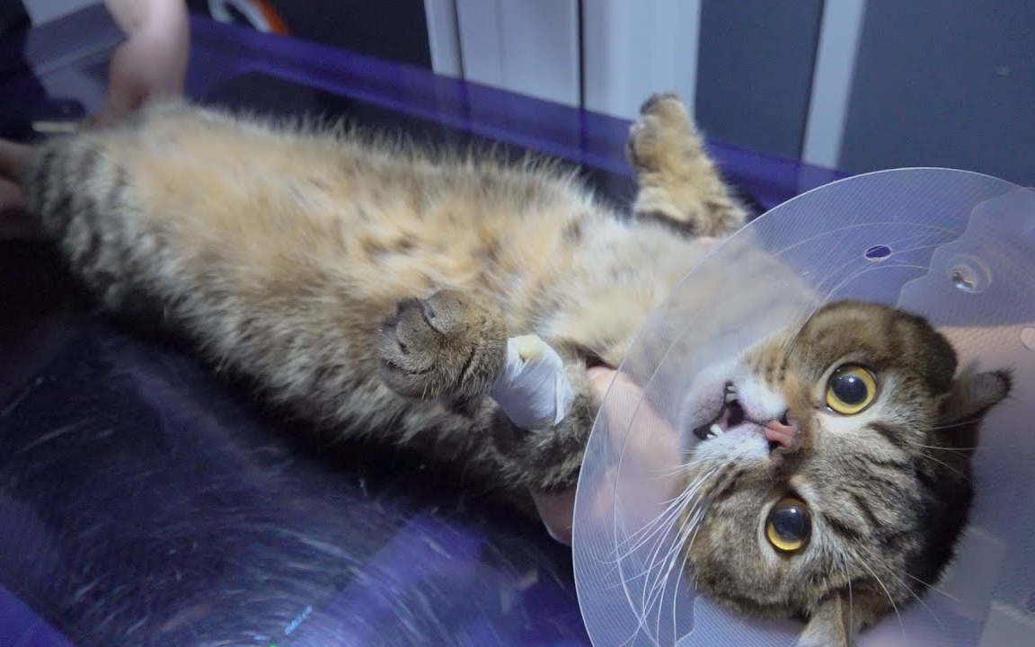 creamheroes中字lulu在医院偷饭吃kkkkk