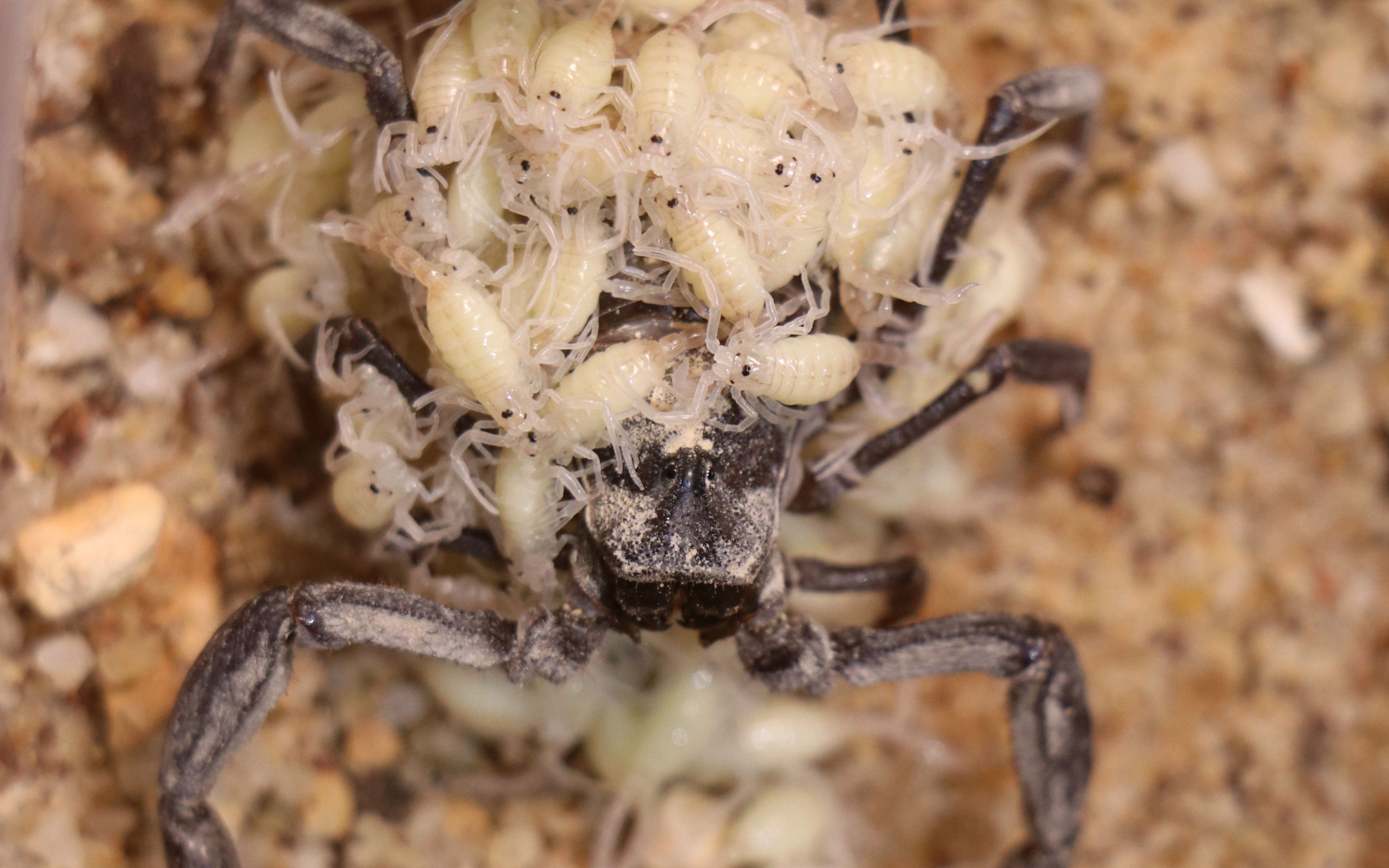 蝎子手机随拍带娃母蝎的奇异行为见简介留氏杀人蝎androctonus