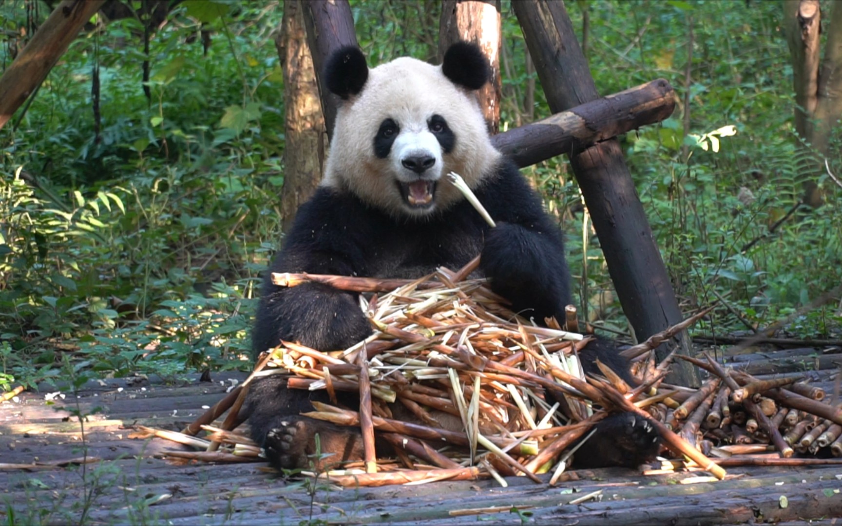 大熊猫园润精神抖擞的润润吃笋一年前视频存货