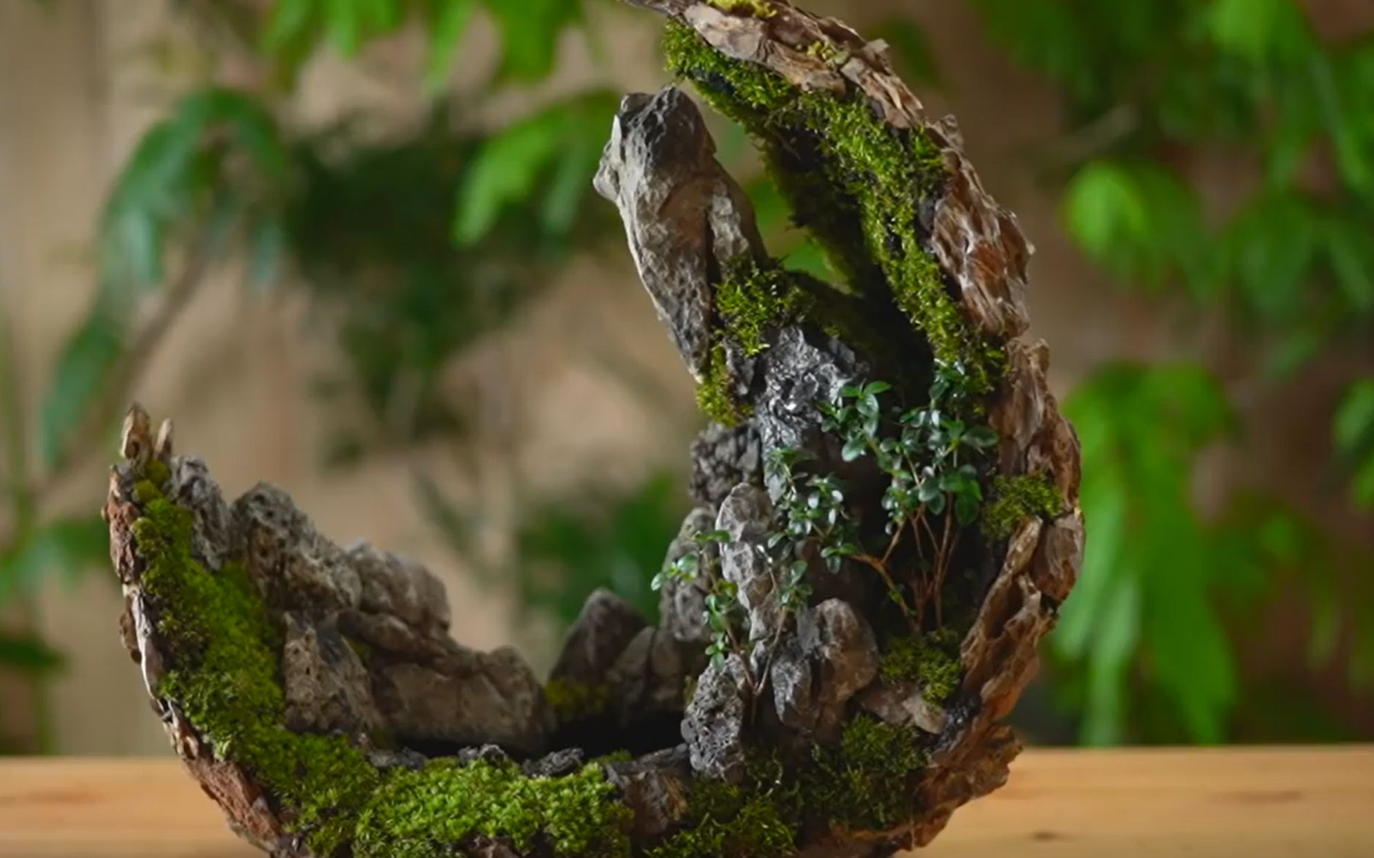 一个半月型的创意生态摆件制作,有瀑布【植物男子】