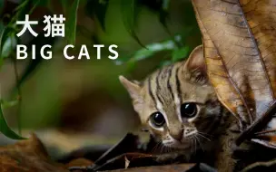 Download Video: 【纪录片】大猫 Big Cats 01