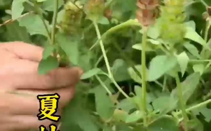 [图]百草歌-紫苏蒲公英板蓝根