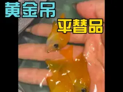 Скачать видео: 海缸黄金吊平替品