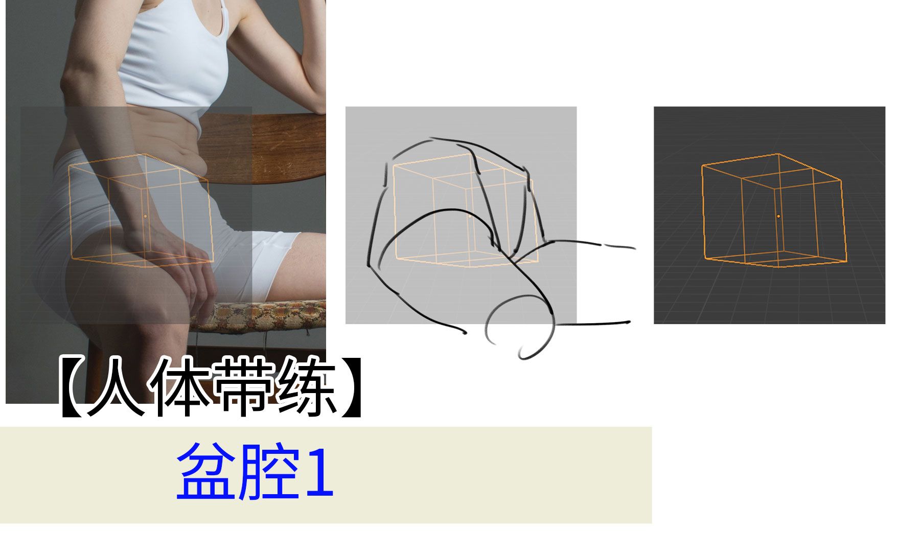 盆腔1人体透视结构【ASC】人体带练156哔哩哔哩bilibili