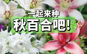 Télécharger la video: 千字长文详说秋百合种植！两广无压力爆花~