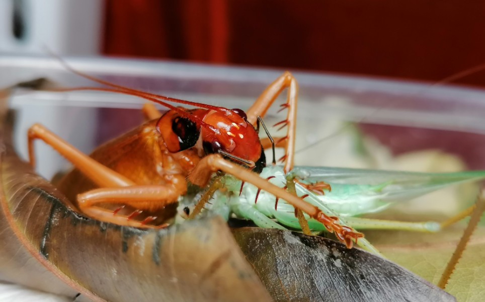 越北烟蟋螽啃食中华螽斯_哔哩哔哩 (゜-゜)つロ 干杯~-bilibili