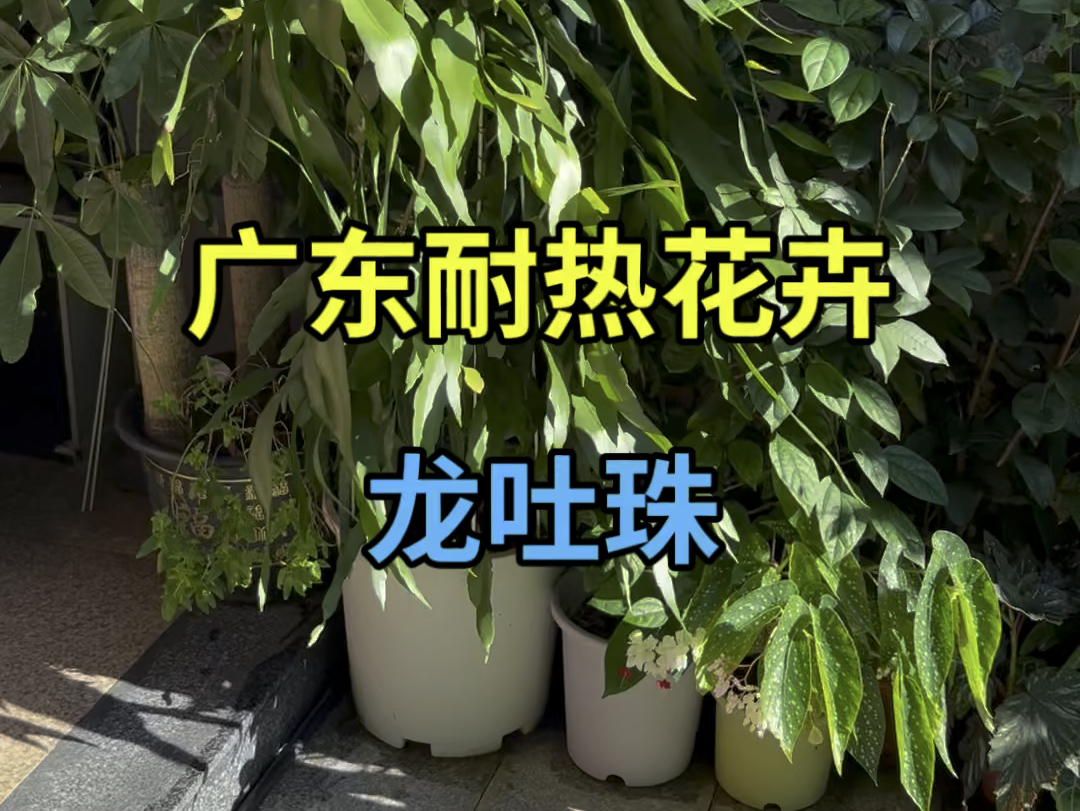 广东耐热花卉【龙吐珠】哔哩哔哩bilibili