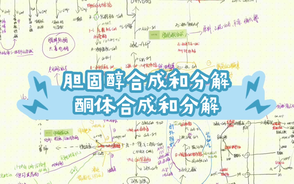 胆固醇合成和分解|酮体合成和分解