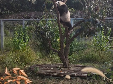 大熊猫摘柿子,听取哇声一片