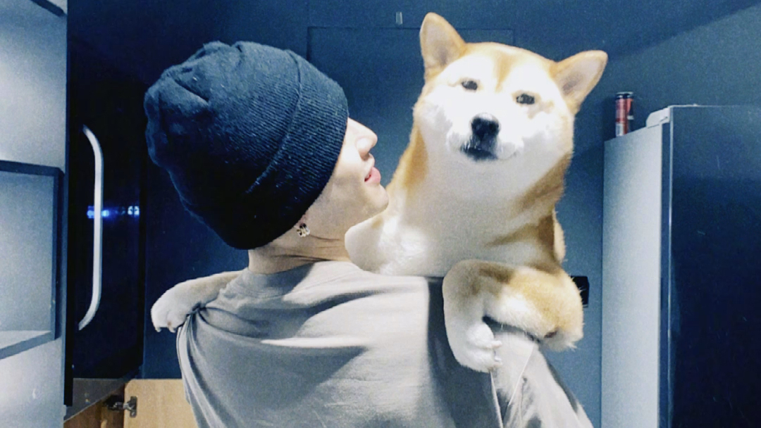 微信80王嘉尔柴犬男友20版