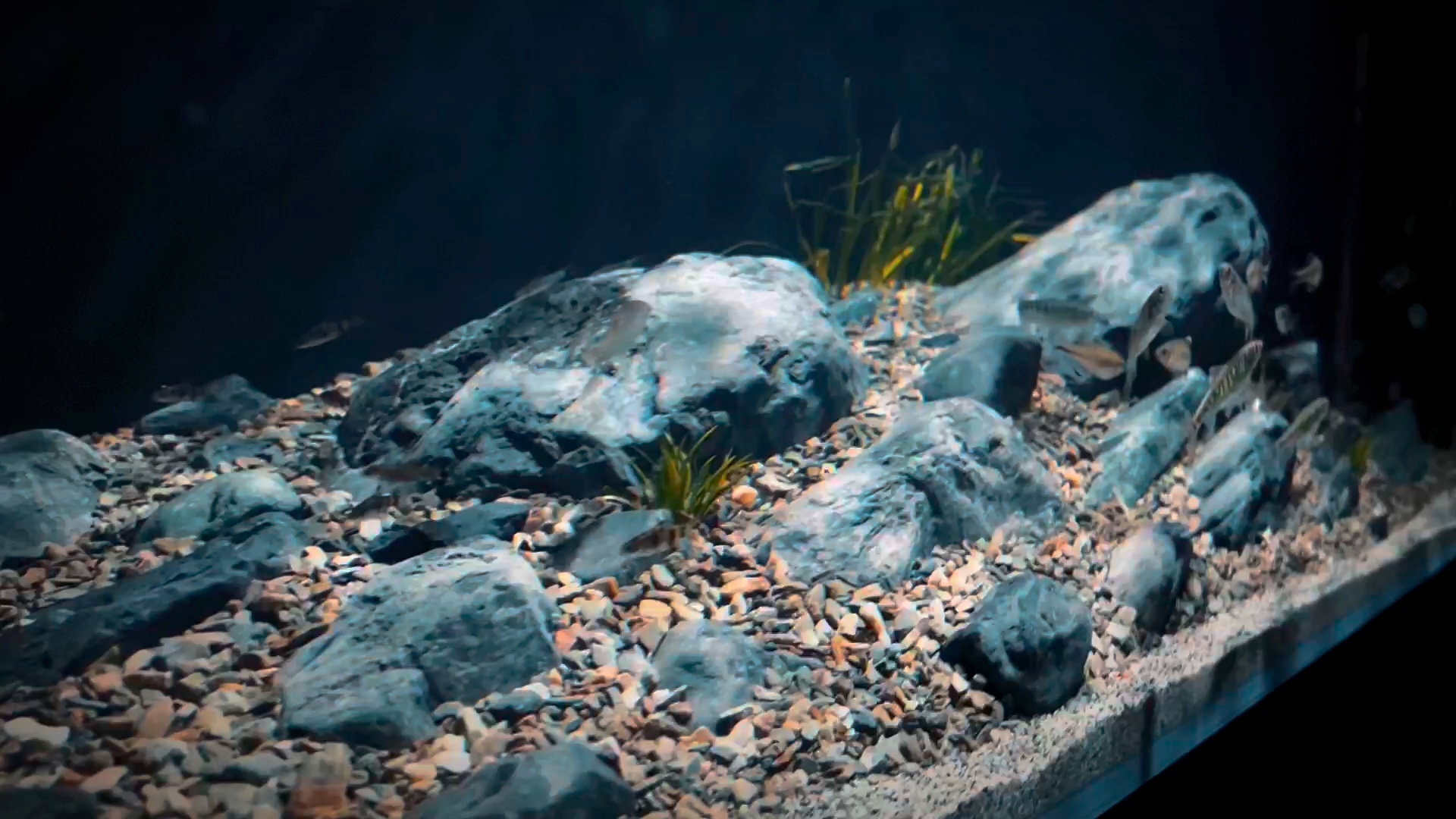 溪流缸150×50×50完成造景,鱼会不会少了.