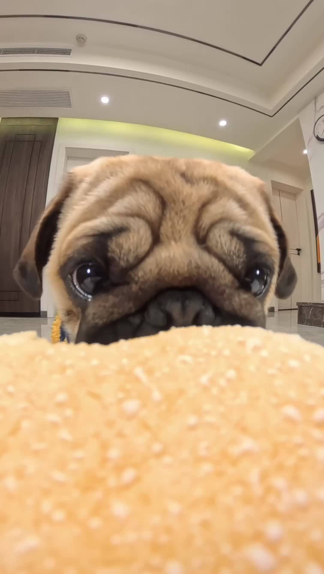 憨巴哥犬啃什么呢?大家说说