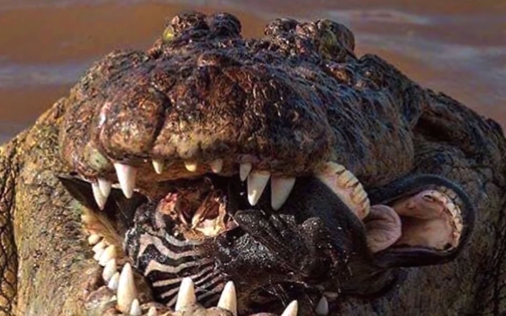 鳄鱼捕食,猎物只要被它血盆大口咬住就不能逃脱,看看鳄鱼都吃些啥?